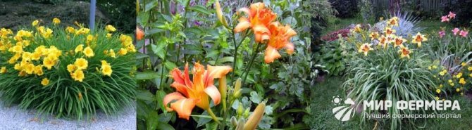 What does a daylily look like