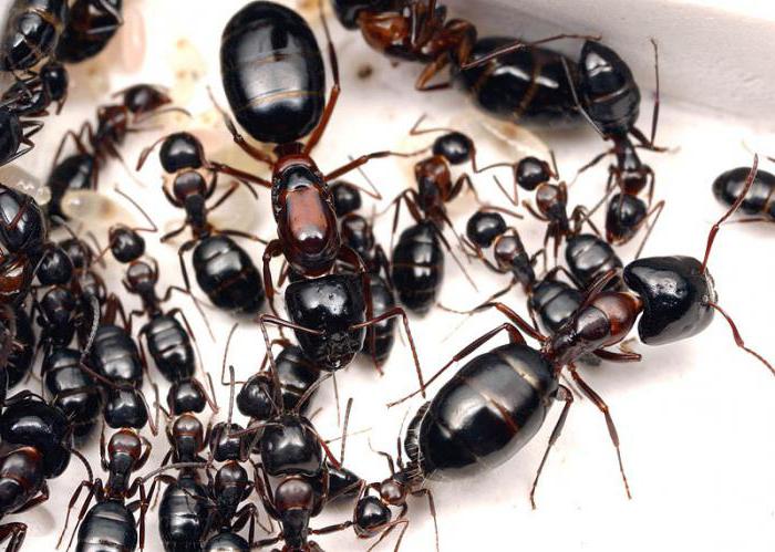 what does a queen ant look like?