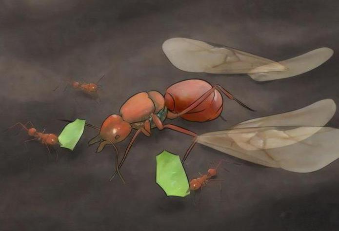 À quoi ressemble une reine fourmi?