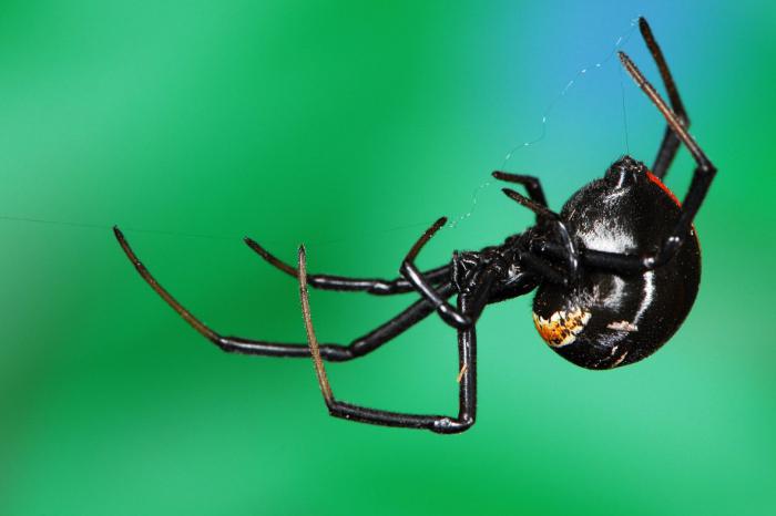what a black widow spider looks like