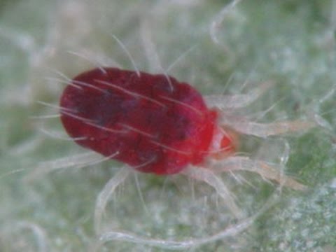 what does spider mite look like 2