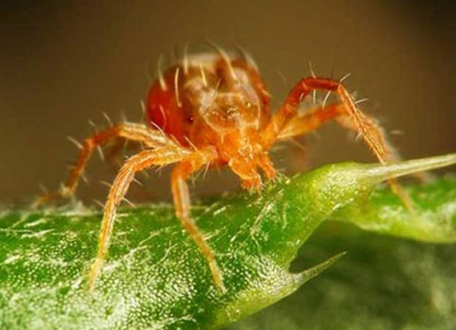 what does a spider mite look like