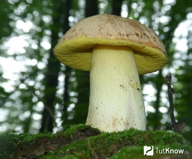 What does a semi-white mushroom look like?