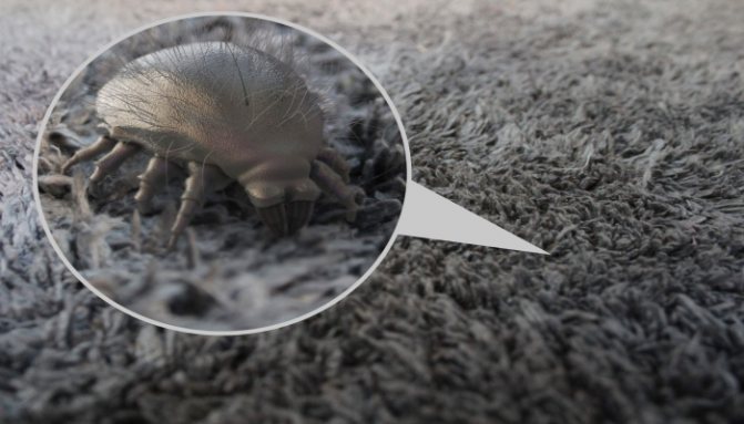 What does a dust mite look like?