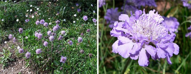 What does scabiosa look like