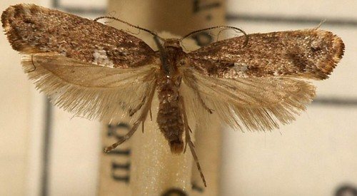 Ano ang hitsura ng isang poplar moth?