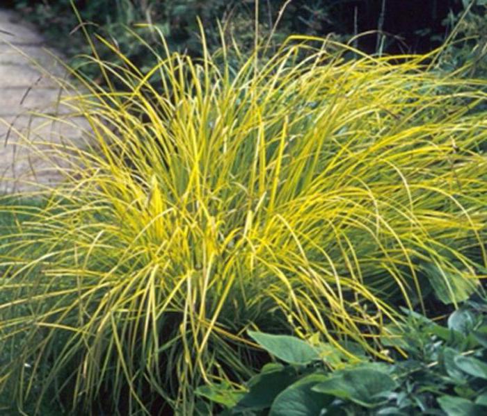 What does sedge grass look like?