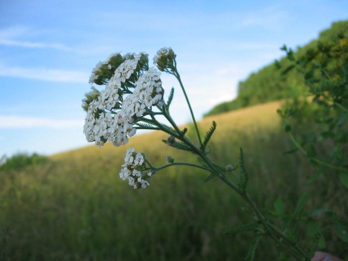 what does yarrow look like
