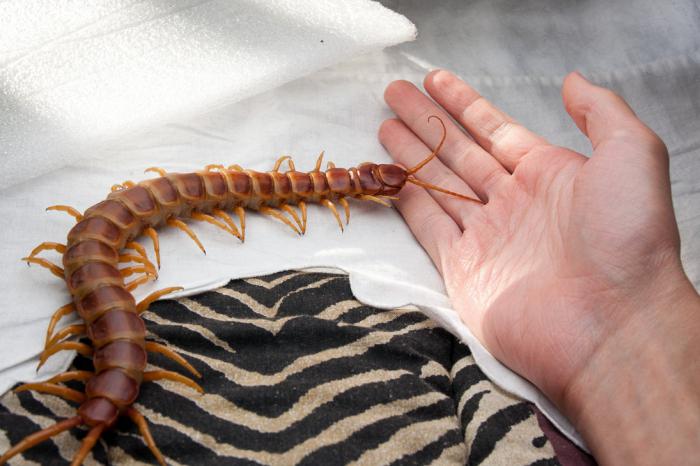what a scolopendra bite looks like