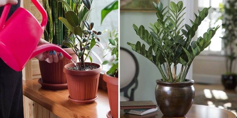 What does zamioculcas look like in the interior