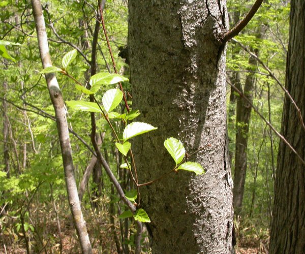 what does iron birch look like