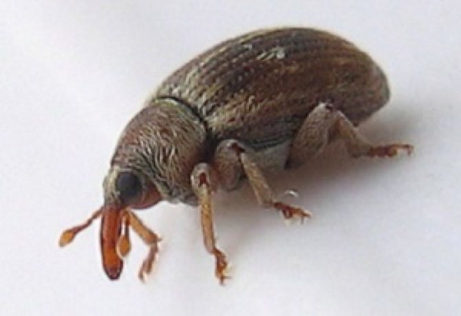 What a weevil beetle looks like
