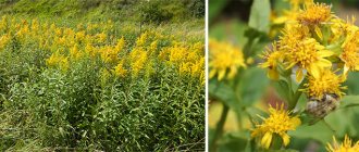 What does a goldenrod look like