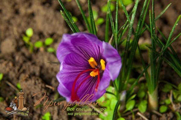 Jak vypadají šafránové květiny - fotografie