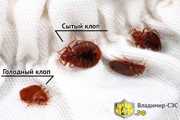 what do sofa bugs look like