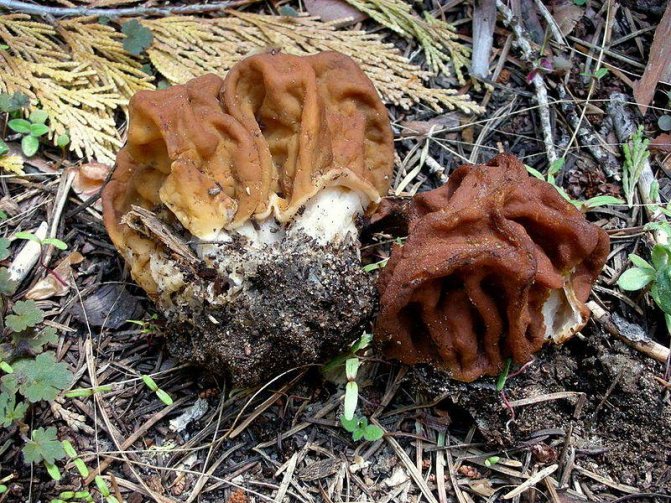 Hur ser svamparna ut och var växer de ut?