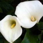 What calla lilies look like