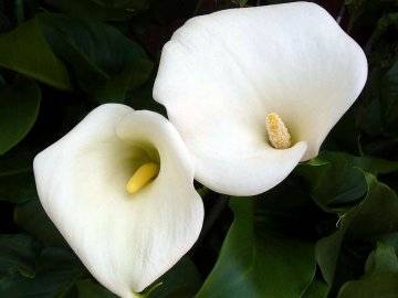 Ano ang hitsura ng mga calla lily