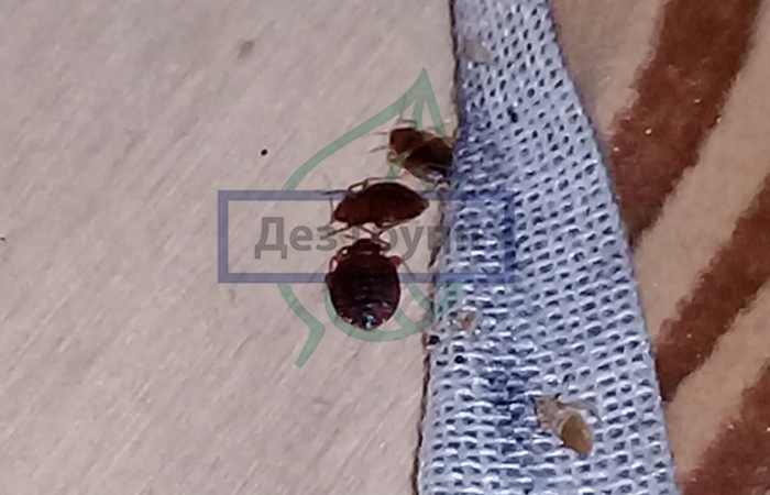 What do bedbugs look like - photo