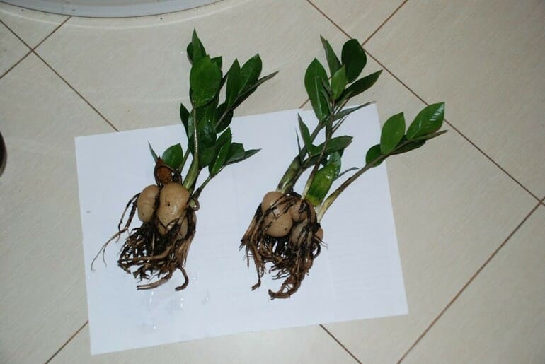 Jak vypadají kořeny zamiokulkas