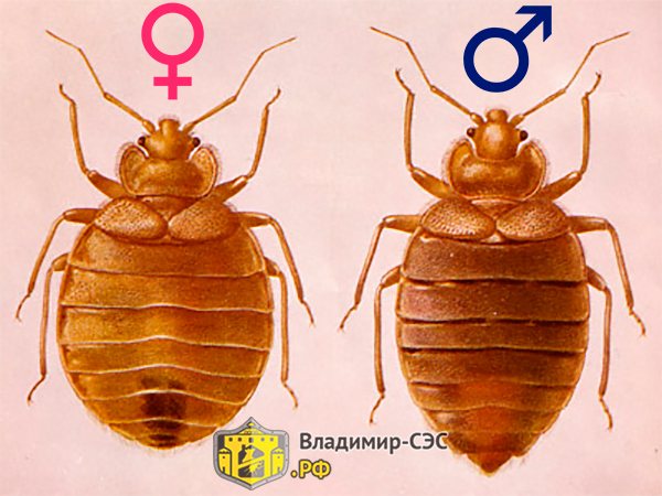 cum arată femelele și masculii bug-ului