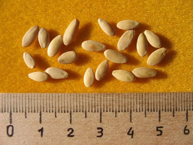 cum arată semințele de castraveți