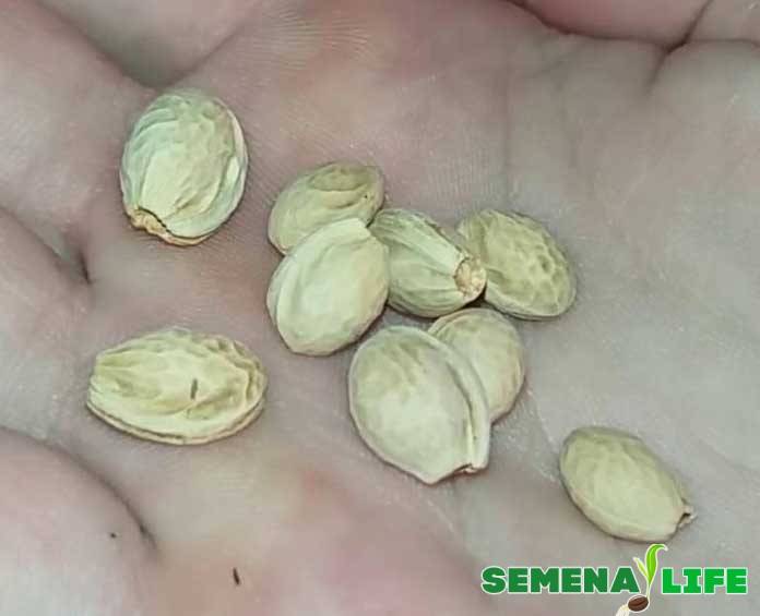 Jak vypadají semena sakury