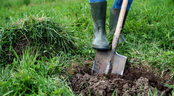 Hur man gräver ett hål för ett äppelträd