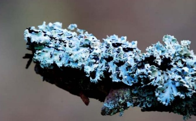 How to cure a tree from fungus