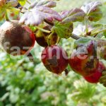 Cara menyembuhkan cendawan serbuk gooseberry