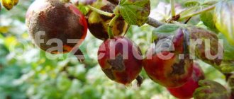Как да лекуваме брашнеста мана по цариградско грозде