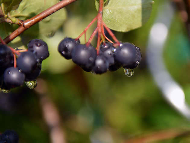 Cara menanam chokeberry hitam