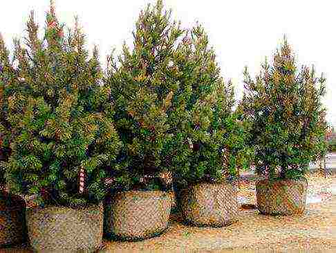 how to grow a spruce in a pot at home
