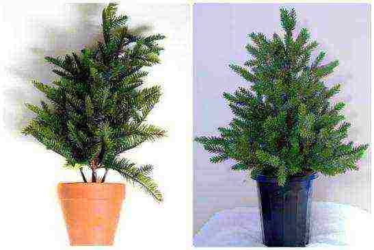 how to grow a spruce in a pot at home