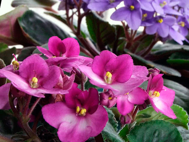 How to grow violets on a windowsill