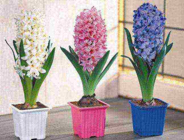 how to grow hyacinths at home from seeds