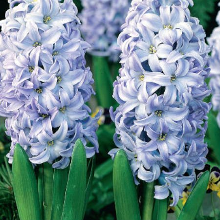 kung paano mapalago ang mga hyacinth sa bahay mula sa mga binhi