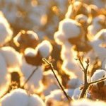 How to grow cotton at home?