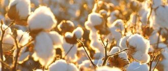 How to grow cotton at home?