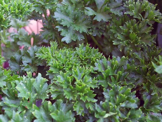 How to grow leafy parsley