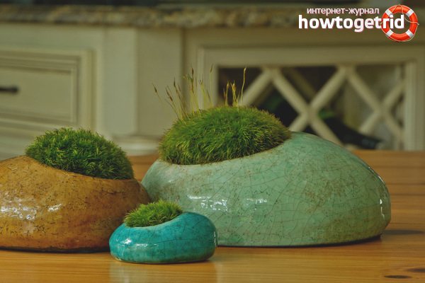 كيف ينمو الطحالب في المنزل