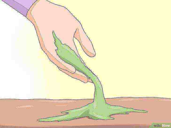 كيف ينمو الطحالب في المنزل