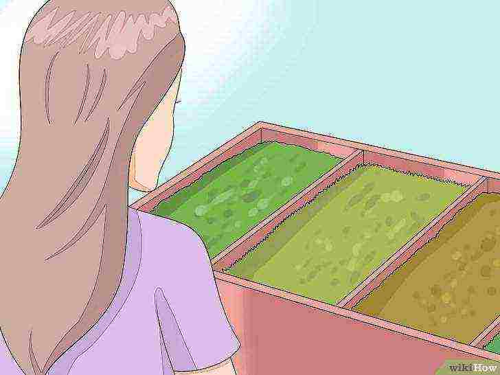 cara menanam lumut di rumah
