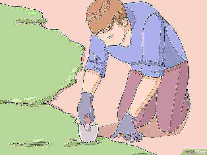cara menanam lumut di rumah