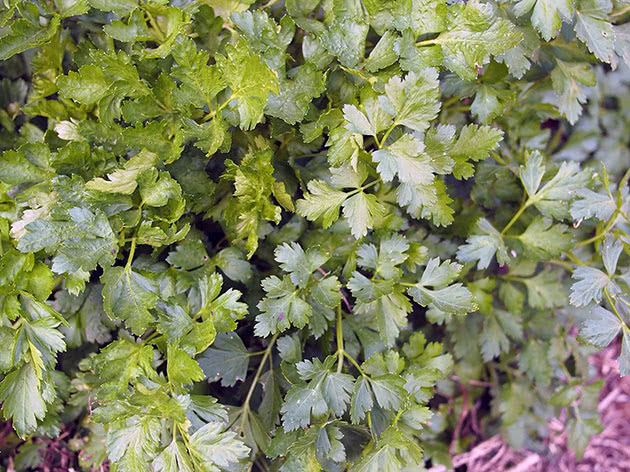 How to grow parsley outdoors