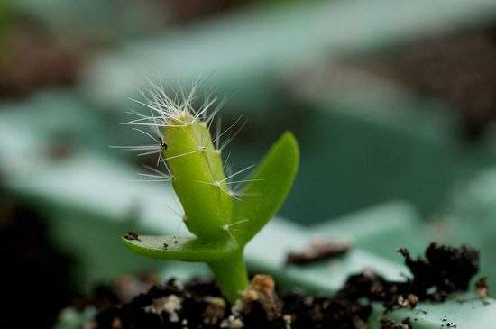 كيف ينمو pitahaya في المنزل