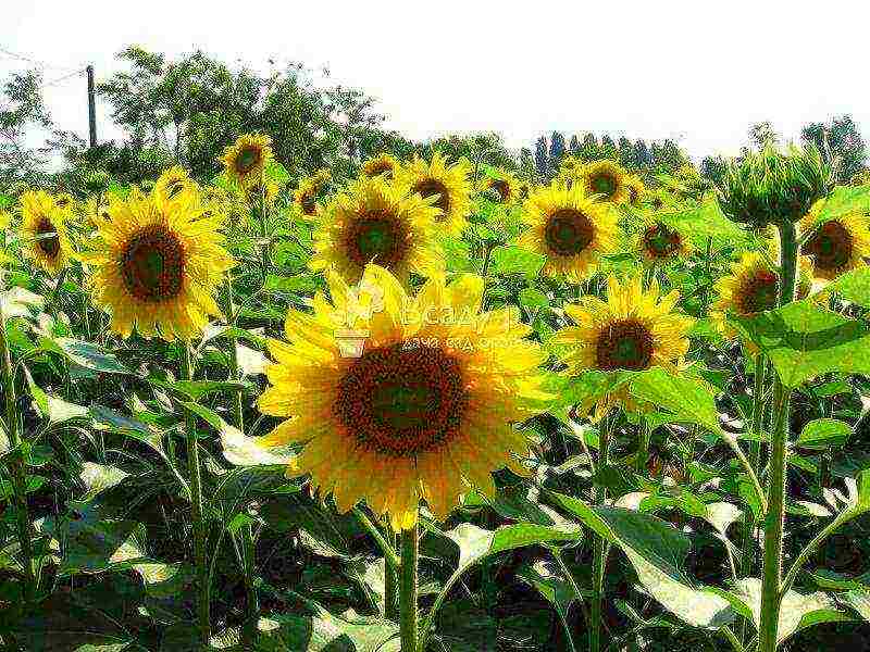 bagaimana menanam bunga matahari di rumah