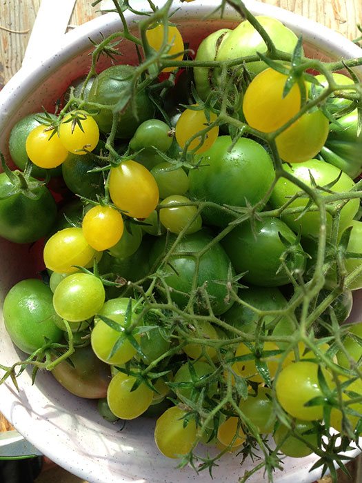 How to grow cherry tomatoes outdoors: how to plant, care, pinch,