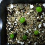 Cara menanam succulents dari biji: pemilihan biji, peraturan penanaman, percambahan dan penjagaan