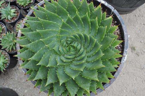 How to grow succulents from seeds: selection of seeds, planting rules, germination and care